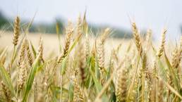 Food security Crisis