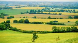 hedgerows