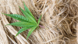 Hemp