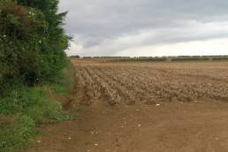 A hedgerow running along the edge of a farm field in England