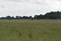 Floodplain meadow beside the River Thames