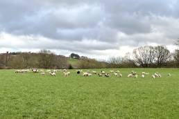 Flock of sheep grazing in an English field