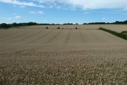 Wheat field ready for harvest in rural England