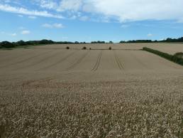 Wheat field ready for harvest in rural England